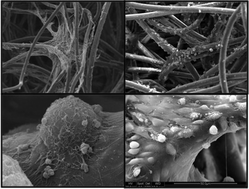 Graphical abstract: Three-dimensional fibrous scaffolds with microstructures and nanotextures for tissue engineering