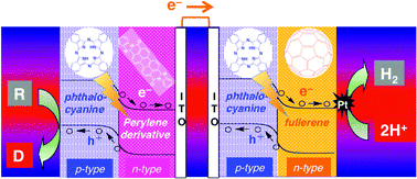 Graphical abstract: Organophotocatalysis system of p/n bilayers for wide visible-light-induced molecular hydrogen evolution