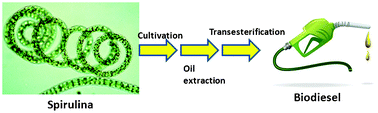 Graphical abstract: Investigations on microalgal oil production from Arthrospira platensis: towards more sustainable biodiesel production