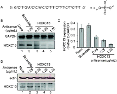Graphical abstract: Antisense oligonucleotide mediated knockdown of HOXC13 affects cell growth and induces apoptosis in tumor cells and over expression of HOXC13 induces 3D-colony formation