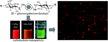 Graphical abstract: Glucose/galactose/dextran-functionalized quantum dots, iron oxide and doped semiconductor nanoparticles with <100 nm hydrodynamic diameter