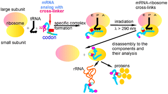 Graphical abstract: Photoactivatable RNA derivatives as tools for studying the structural and functional organization of complex cellular ribonucleoprotein machineries