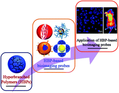 Graphical abstract: Hyperbranched polymers for bioimaging