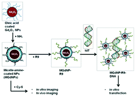 Graphical abstract: Phospholipid micelle encapsulated gadolinium oxide nanoparticles for imaging and gene delivery