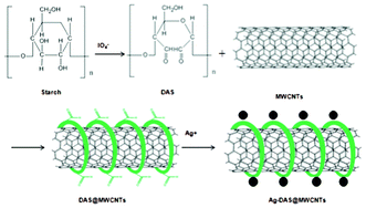 Graphical abstract: Synthesis of Ag nanoparticles decorated multiwalled carbon nanotubes using dialdehyde starch as complexant and reductant for antibacterial purposes