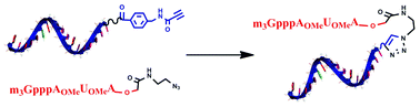 Graphical abstract: Capping of oligonucleotides with “clickable” m3G-CAPs
