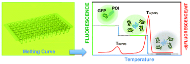 Graphical abstract: Rapid determination of protein stability and ligand binding by differential scanning fluorimetry of GFP-tagged proteins