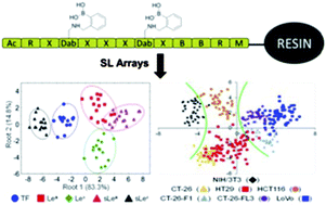 Graphical abstract: Synthetic lectin arrays for the detection and discrimination of cancer associated glycans and cell lines