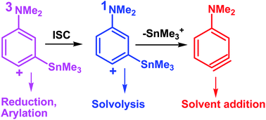 Graphical abstract: Singlet/triplet phenyl cations and benzyne from the photodehalogenation of some silylated and stannylated phenyl halides