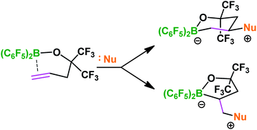 Graphical abstract: Frustrated Lewis pair olefin addition reactions: P-, N-, C- and H-based nucleophilic additions to an olefin-tethered borane