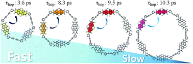 Graphical abstract: Excitation energy migration in covalently linked perylene bisimide macrocycles