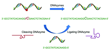 Graphical abstract: Expanding DNAzyme functionality through enzyme cascades with applications in single nucleotide repair and tunable DNA-directed assembly of nanomaterials