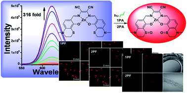 Graphical abstract: Rational design of ZnSalen as a single and two photon activatable fluorophore in living cells