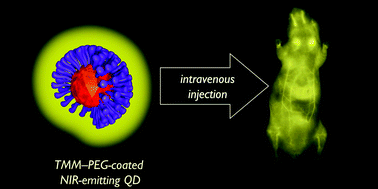 Graphical abstract: Compact tridentate ligands for enhanced aqueous stability of quantum dots and in vivo imaging