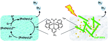 Graphical abstract: Photocatalytic generation of hydrogen from water using a cobalt pentapyridine complex in combination with molecular and semiconductor nanowire photosensitizers