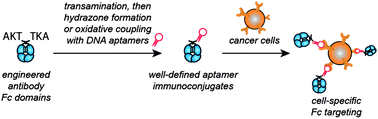 Graphical abstract: Synthetically modified Fc domains as building blocks for immunotherapy applications