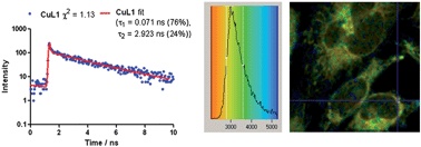 Graphical abstract: Shining light on the stability of metal thiosemicarbazonate complexes in living cells by FLIM