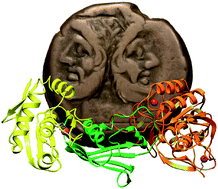 Graphical abstract: Mechanism of action of a Janus-faced single-domain protein inhibitor simultaneously targeting two peptidase classes