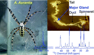 Graphical abstract: High resolution magic angle spinning NMR investigation of silk protein structure within major ampullate glands of orb weaving spiders