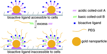 Graphical abstract: Reversible regulation of bioactive ligands presented on immobilized gold nanoparticles