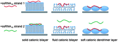 Graphical abstract: ssRNA base pairing at a bilayer interface can be controlled by the acyl chain order