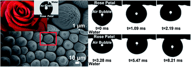 Graphical abstract: Rose petals with a novel and steady air bubble pinning effect in aqueous media