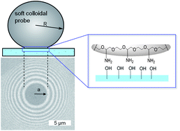 Graphical abstract: Synthesis and functionalization of poly(ethylene glycol) microparticles as soft colloidal probes for adhesion energy measurements