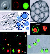 Graphical abstract: Self-assembled architectures with multiple aqueous compartments
