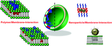 Graphical abstract: Beyond the lipid-bilayer: interaction of polymers and nanoparticles with membranes