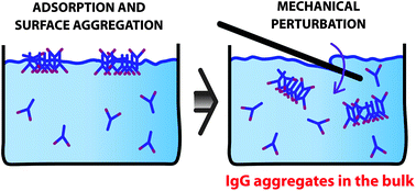 Graphical abstract: Importance of the dynamics of adsorption and of a transient interfacial stress on the formation of aggregates of IgG antibodies