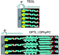 Graphical abstract: Partial charge transfer and surface dipole potential of the Hg–S bond layer at thiol monolayers tethered to mercury