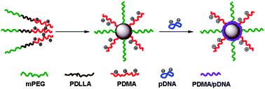 Graphical abstract: Self-assembled cationic triblock copolymer mPEG-b-PDLLA-b-PDMA nanoparticles as nonviral gene vector