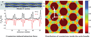 Graphical abstract: Chiral structure of F-actin bundle formed by multivalent counterions