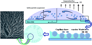 Graphical abstract: Self-assembly of colloidal sulfur particles influenced by sodium oxalate salt on glass surface from evaporating drops