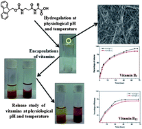 Graphical abstract: β-Amino acid containing proteolitically stable dipeptide based hydrogels: encapsulation and sustained release of some important biomolecules at physiological pH and temperature