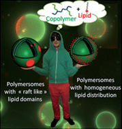 Graphical abstract: Hybrid polymer/lipid vesicles: fine control of the lipid and polymer distribution in the binary membrane