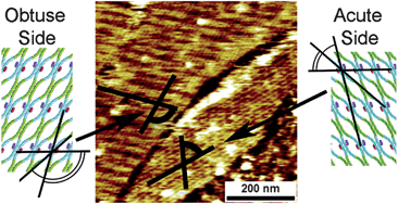 Graphical abstract: Atomic force microscopy of arrays of asymmetrical DNA motifs