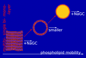 Graphical abstract: The picosecond dynamics of the phospholipid dimyristoylphosphatidylcholine in mono- and bilayers