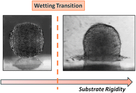 Graphical abstract: Wetting transitions of cellular aggregates induced by substrate rigidity