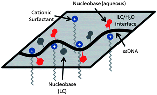 Graphical abstract: Surfactant–DNA interactions at the liquid crystal–aqueous interface