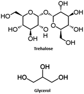 Graphical abstract: Fast relaxation and elasticity-related properties of trehalose-glycerol mixtures