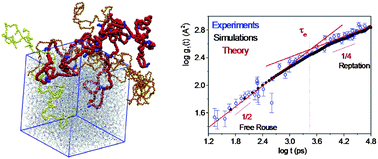 Graphical abstract: Assessment of entanglement features and dynamics from atomistic simulations and experiments in linear and short chain branched polyolefins