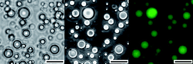 Graphical abstract: Polymer/nucleotide droplets as bio-inspired functional micro-compartments