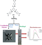 Graphical abstract: A crystal engineering rationale in designing a CdII coordination polymer based metallogel derived from a C3 symmetric tris-amide-tris-carboxylate ligand