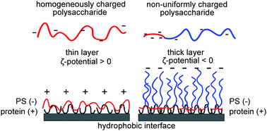 Graphical abstract: Mixed protein–polysaccharide interfacial layers: effect of polysaccharide charge distribution