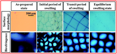 Graphical abstract: Swelling-induced long-range ordered structure formation in polyelectrolyte hydrogel