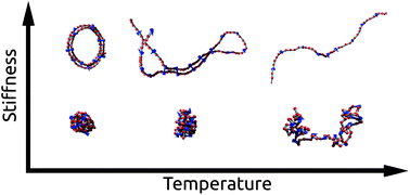 Graphical abstract: Directional interactions in semiflexible single-chain polymer folding