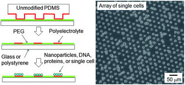 Graphical abstract: Microcontact printing of polyelectrolytes on PEG using an unmodified PDMS stamp for micropatterning nanoparticles, DNA, proteins and cells