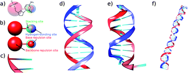 Graphical abstract: Self-assembly of short DNA duplexes: from a coarse-grained model to experiments through a theoretical link