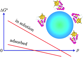 Graphical abstract: Volume changes of proteins adsorbed on silica particles